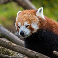 Buy canvas prints of Close up of a Red Panda's face by Craig Russell