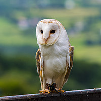 Buy canvas prints of Barn Owl perched on a fence by Craig Russell