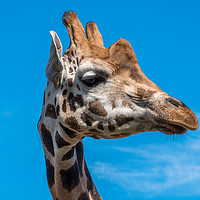 Buy canvas prints of Close up photo of a Rothschild Giraffe head by Craig Russell