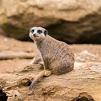 Buy canvas prints of Meerkat on a rock by Craig Russell