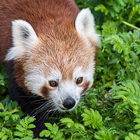 Buy canvas prints of Red Panda close up of face by Craig Russell