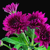 Buy canvas prints of Purple Chrysanthemums Illustration by Craig Russell