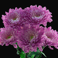 Buy canvas prints of Artistic Effect Chrysanthemums by Craig Russell