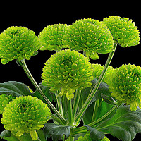 Buy canvas prints of Bunch of Green Button Chrysanthemums by Craig Russell
