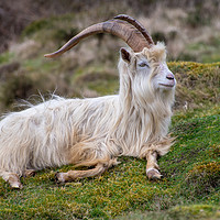 Buy canvas prints of Wild Kashmiri Goat by Craig Russell