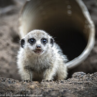 Buy canvas prints of Innocent Meerkat Pup Unveils Charm by Andy Morton