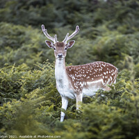 Buy canvas prints of Fallow Deer Stag by Andy Morton