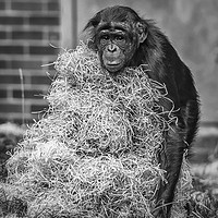 Buy canvas prints of Bonobo Chimpanzee - Pan by Andy Morton