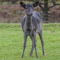 Buy canvas prints of Young Black Deer by Andy Morton
