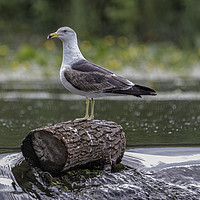 Buy canvas prints of Lesser Black - Backed Gull (Larus Fuscus) by Andy Morton