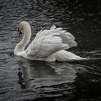 Buy canvas prints of White Swan On The River In Leicester by Andy Morton