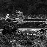Buy canvas prints of Two Gulls Fighting On The River Soar by Andy Morton
