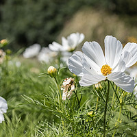 Buy canvas prints of Mexican Aster -White Cosmos Bipinnatus by Andy Morton