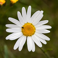 Buy canvas prints of Common Daisy - (Bellis Perennis)  by Andy Morton