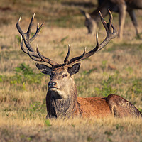 Buy canvas prints of Red Deer Stag by Andy Morton