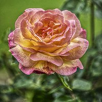 Buy canvas prints of Rose  by Andy Morton