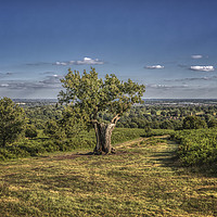 Buy canvas prints of View Leicester From Bradgate Park by Andy Morton