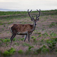 Buy canvas prints of Captivating Gaze of a Young Stag by Andy Morton