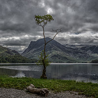 Buy canvas prints of The Lone Tree by Andy Morton