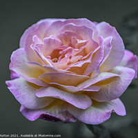 Buy canvas prints of Pink Rose by Andy Morton