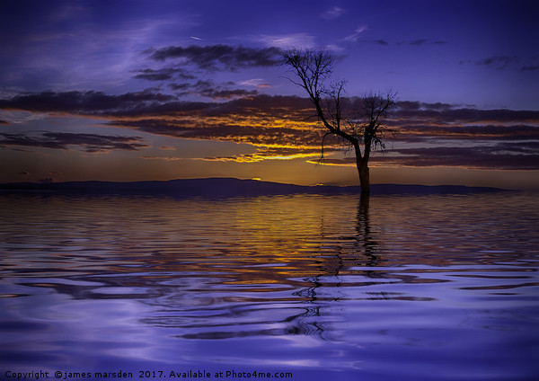 Lone Tree on a Beautiful Sunrise Picture Board by James Marsden