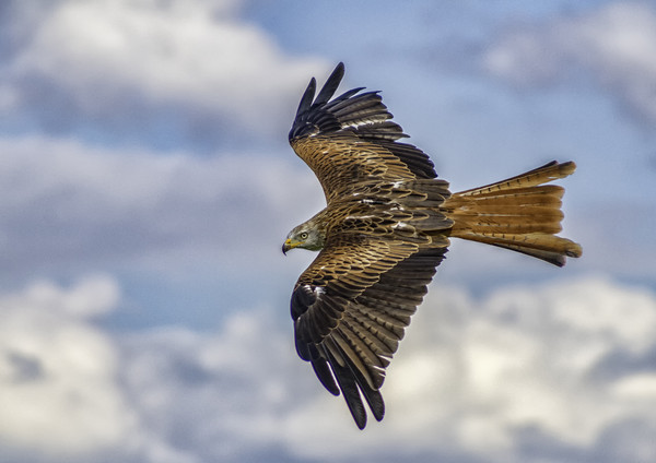 Red Kite In Full Flight Picture Board by James Marsden
