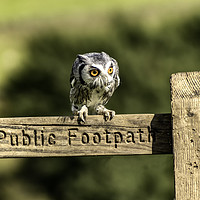 Buy canvas prints of Owl resting on the Sign Post by James Marsden