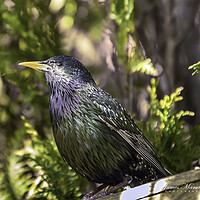 Buy canvas prints of A Vibrant Starlings Encounter by James Marsden