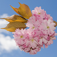 Buy canvas prints of Cherry Blossom by Gill Kennett