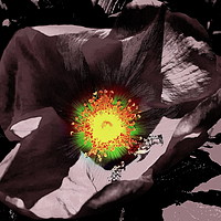Buy canvas prints of Sunburst In Flower by Philip F Webb