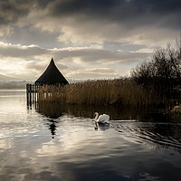 Buy canvas prints of swan lake by Sharon Smith