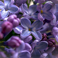 Buy canvas prints of delicate lilacs by Sharon Smith