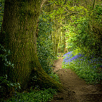 Buy canvas prints of Bluebell Woods by Sharon Smith