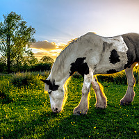 Buy canvas prints of Summers Eve by Sharon Smith