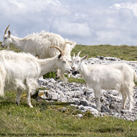 Buy canvas prints of Great Ormes Head Kashmiri goats by North Wales Photography