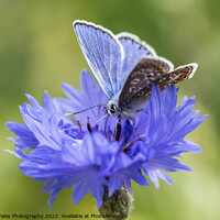 Buy canvas prints of Cornflower with common blue butterfly by North Wales Photography