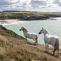 Buy canvas prints of Welsh Ponies  by North Wales Photography