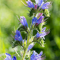 Buy canvas prints of Viper's-bugloss Echium vulgare by North Wales Photography