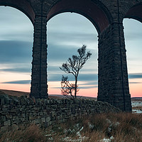 Buy canvas prints of A lone tree under Ribblehead Viaduct  by Nigel Smith