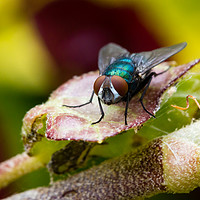 Buy canvas prints of Blue Fly by Ed Alexander