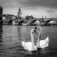 Buy canvas prints of Prague Swans by Ed Alexander