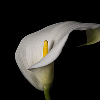 Buy canvas prints of White lily by Jane Nesbitt