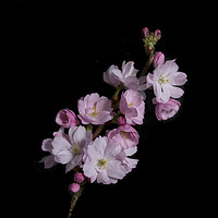 Buy canvas prints of Cherry Blossom by Jane Nesbitt