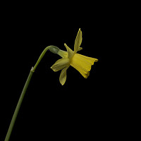 Buy canvas prints of Daffodil by Jane Nesbitt