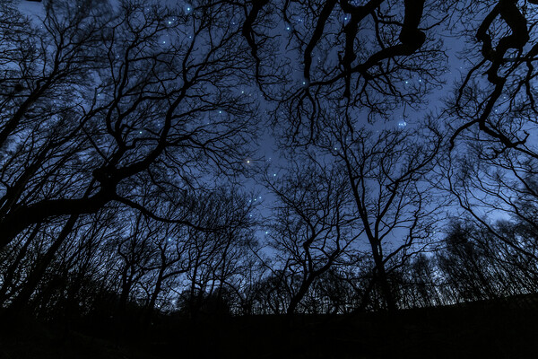 Orion in the trees Picture Board by Pete Collins