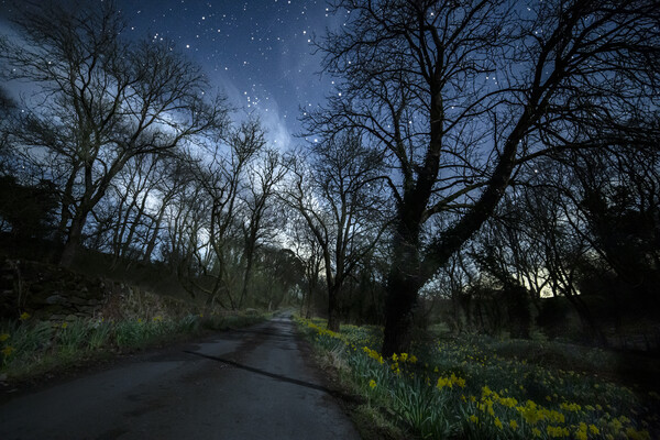 Moonlit daffodils and stars, Ingleton Picture Board by Pete Collins