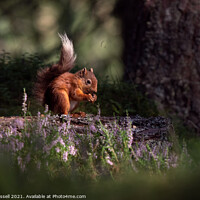 Buy canvas prints of Red Squirrel by John Russell