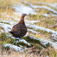 Buy canvas prints of Red Grouse on Snow by John Russell