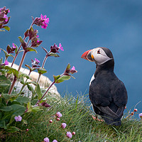 Buy canvas prints of Highland Puffin by John Russell