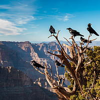 Buy canvas prints of Grand Canyon Raven by John Russell